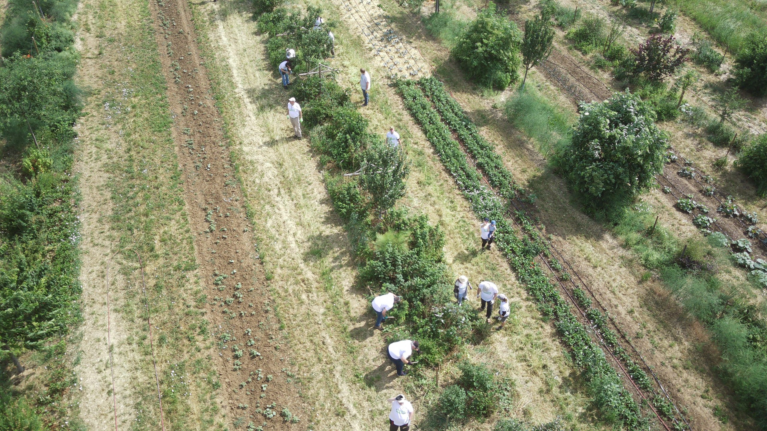Drohnenaufnahme der Arbeit im dynamischen Agroforst